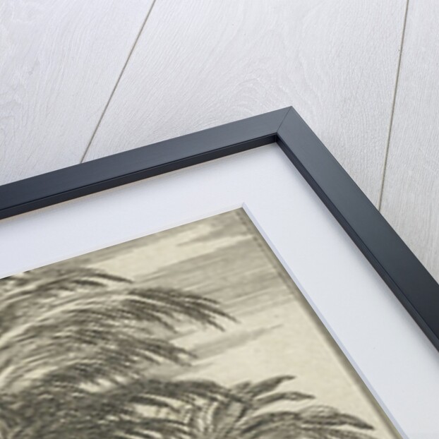 Obtaining palm wine in India by Charles Angot