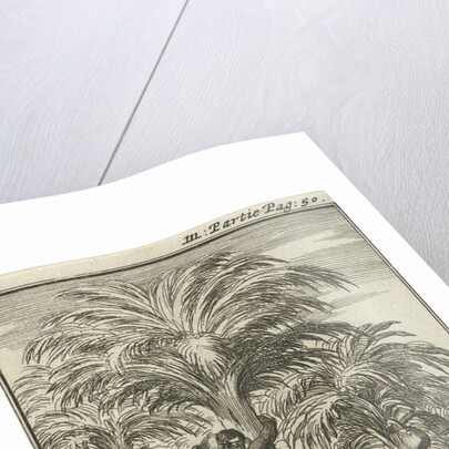 Obtaining palm wine in India by Charles Angot