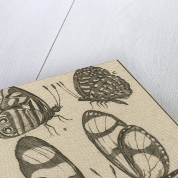 Butterflies XXII by Jan Claesz ten Hoorn