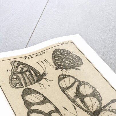 Butterflies XXII by Jan Claesz ten Hoorn