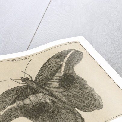 Surinamese giant butterfly XIX by Jan Claesz ten Hoorn