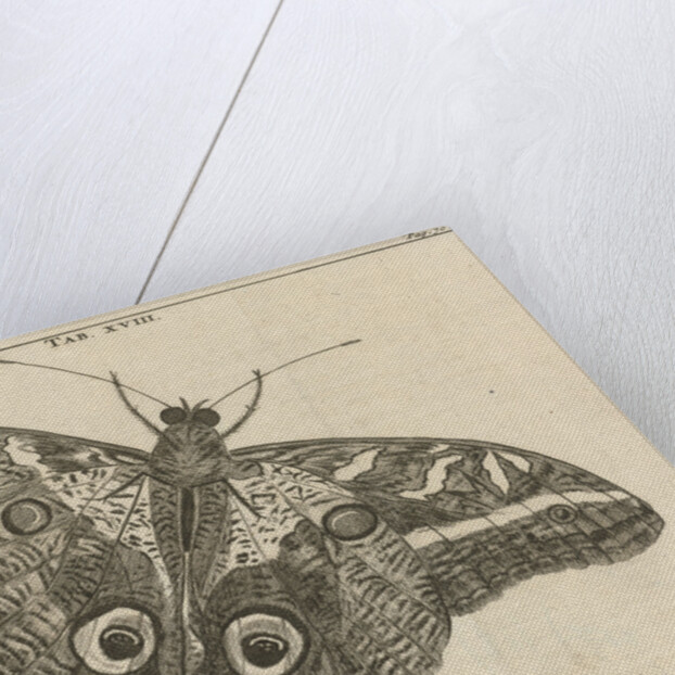 Surinamese giant butterfly XVIII by Jan Claesz ten Hoorn