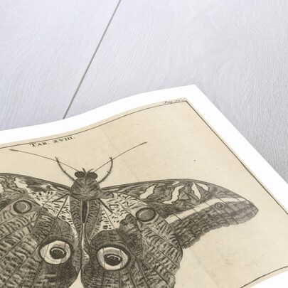 Surinamese giant butterfly XVIII by Jan Claesz ten Hoorn