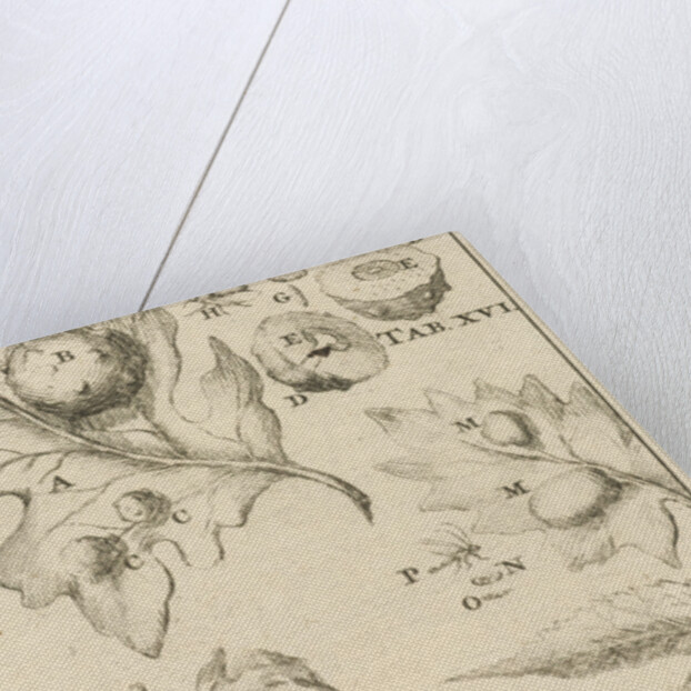 Nutgall fly, XVI Jan Luyken by Jan Claesz ten Hoorn