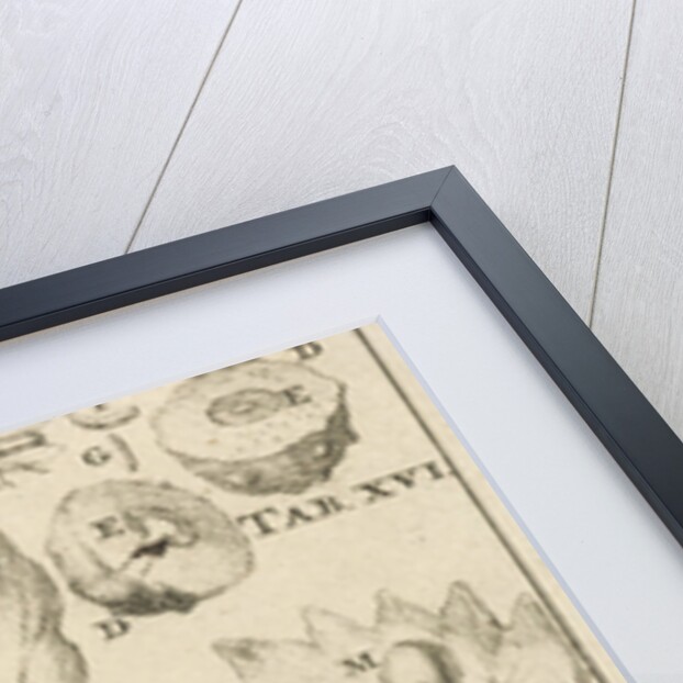 Nutgall fly, XVI Jan Luyken by Jan Claesz ten Hoorn