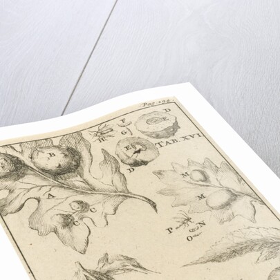 Nutgall fly, XVI Jan Luyken by Jan Claesz ten Hoorn