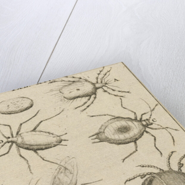 bugs XIV Jan Luyken by Jan Claesz ten Hoorn