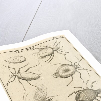 bugs XIV Jan Luyken by Jan Claesz ten Hoorn