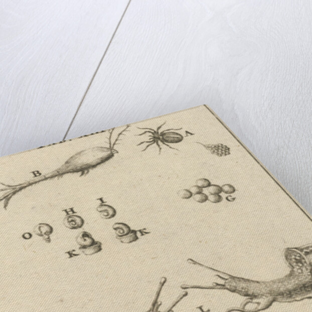 Snails XIII by Jan Claesz ten Hoorn