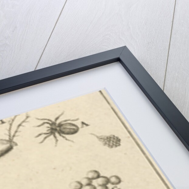 Snails XIII by Jan Claesz ten Hoorn