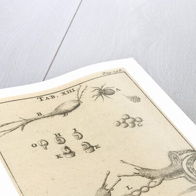 Snails XIII by Jan Claesz ten Hoorn