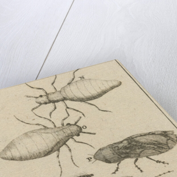 Small insects XI by Jan Claesz ten Hoorn