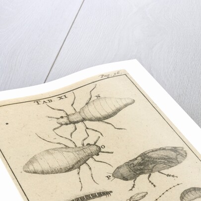 Small insects XI by Jan Claesz ten Hoorn