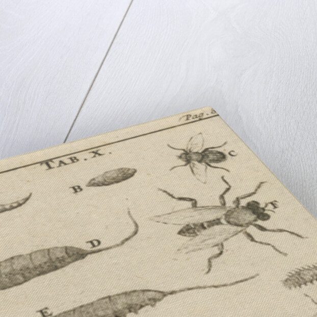 Bees and wasps X by Jan Claesz ten Hoorn