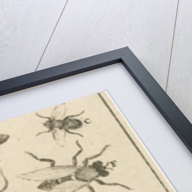 Bees and wasps X by Jan Claesz ten Hoorn