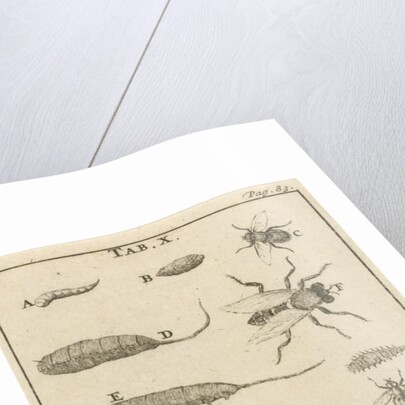 Bees and wasps X by Jan Claesz ten Hoorn