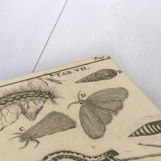 Caterpillars, dolls and butterflies VII by Jan Claesz ten Hoorn