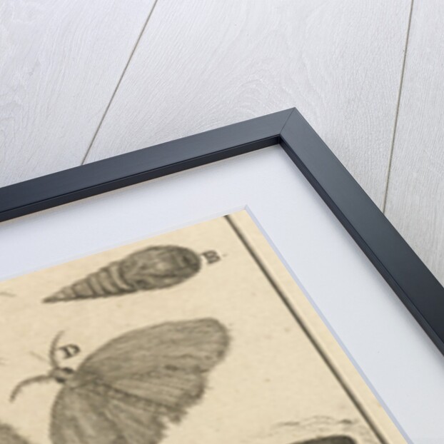 Caterpillars, dolls and butterflies VII by Jan Claesz ten Hoorn