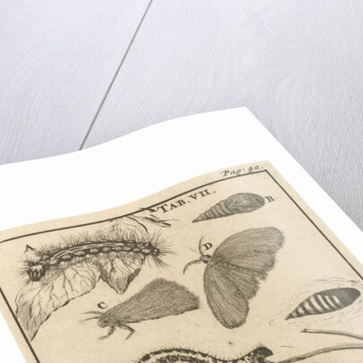 Caterpillars, dolls and butterflies VII by Jan Claesz ten Hoorn