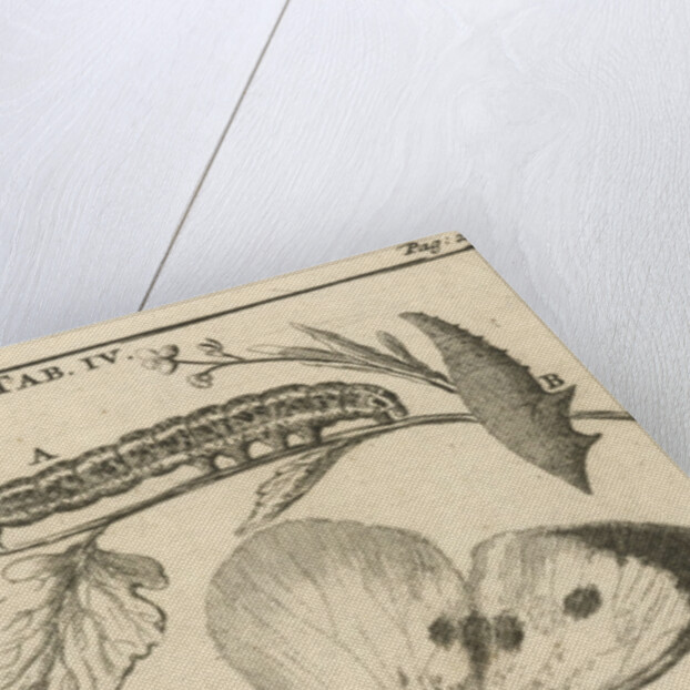 Caterpillars, dolls and butterflies IV by Jan Claesz ten Hoorn