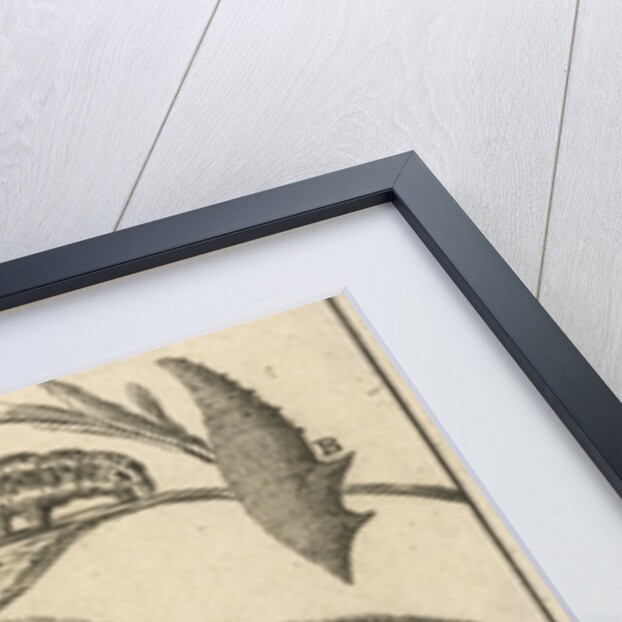 Caterpillars, dolls and butterflies IV by Jan Claesz ten Hoorn