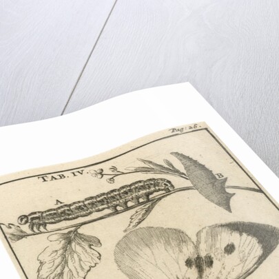 Caterpillars, dolls and butterflies IV by Jan Claesz ten Hoorn