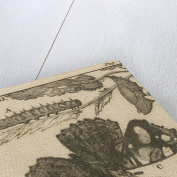 Caterpillars, dolls and butterflies by Jan Claesz ten Hoorn