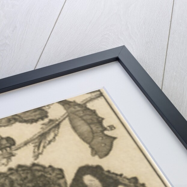 Caterpillars, dolls and butterflies by Jan Claesz ten Hoorn