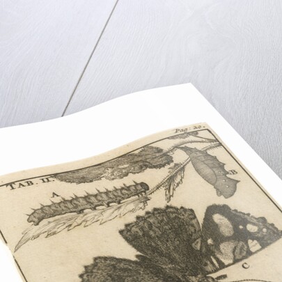 Caterpillars, dolls and butterflies by Jan Claesz ten Hoorn