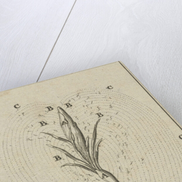 The growth of a crocus by Jan Claesz ten Hoorn