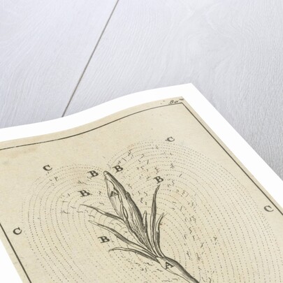 The growth of a crocus by Jan Claesz ten Hoorn