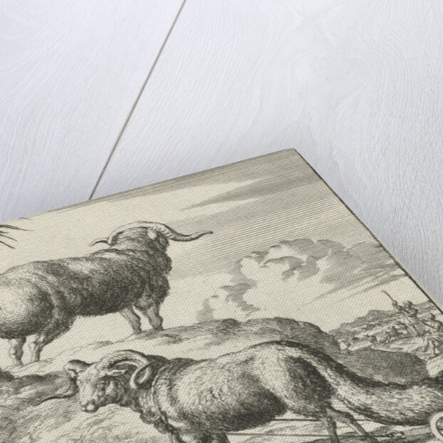 Syrian sheep or ram by Willem Goeree