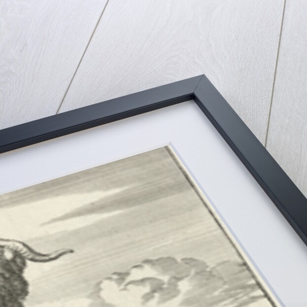 Syrian sheep or ram by Willem Goeree