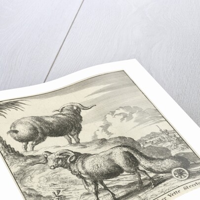 Syrian sheep or ram by Willem Goeree