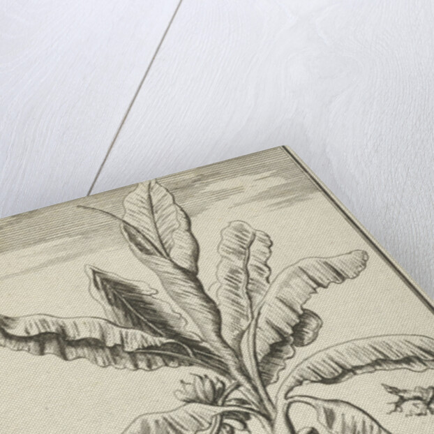 Tree with mandrakes by Willem Goeree