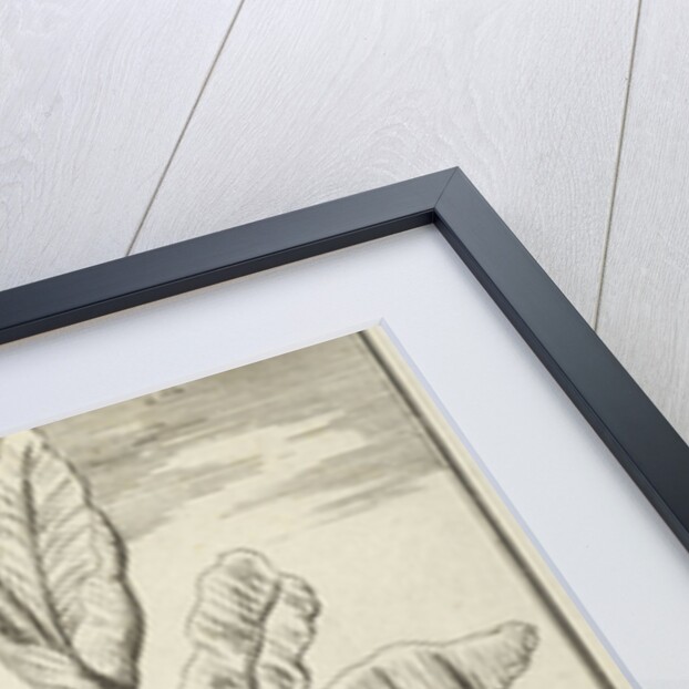 Tree with mandrakes by Willem Goeree