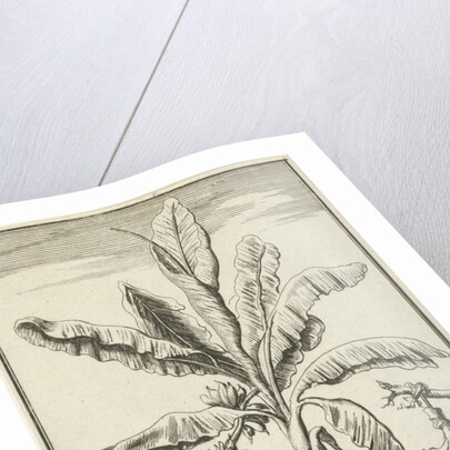 Tree with mandrakes by Willem Goeree