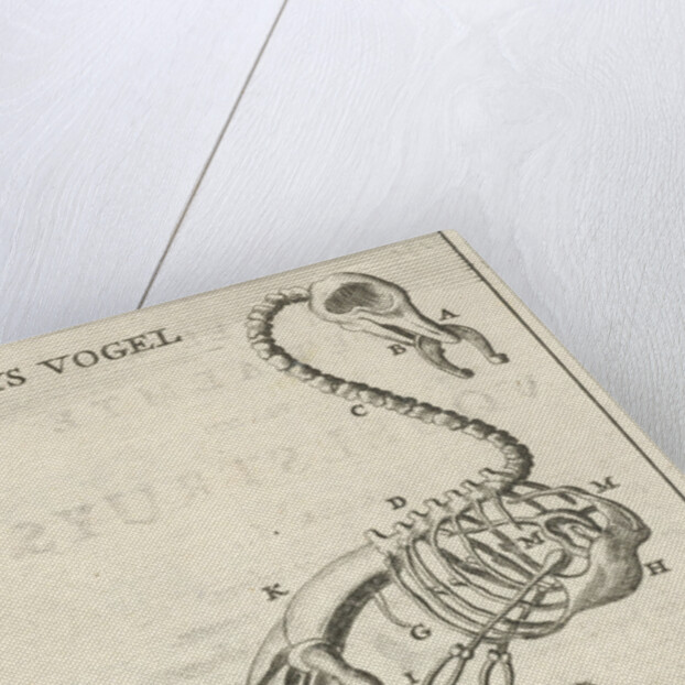 Skeleton of an ostrich by Jan Claesz ten Hoorn
