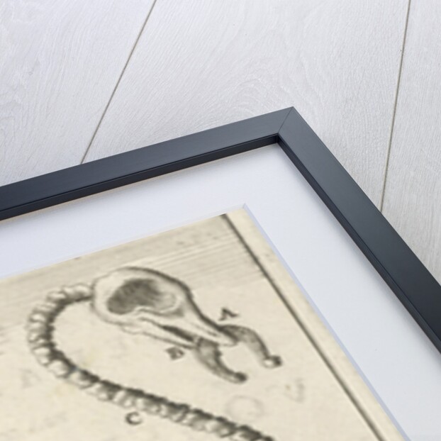 Skeleton of an ostrich by Jan Claesz ten Hoorn