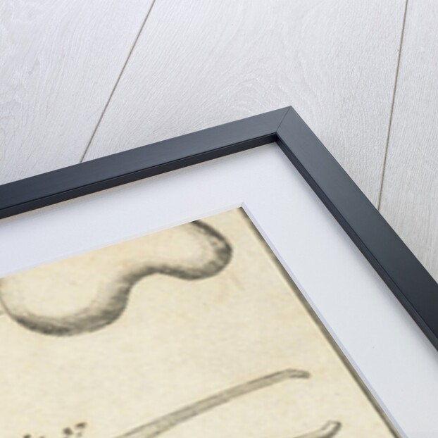 Anatomical image XV by Jan Claesz ten Hoorn