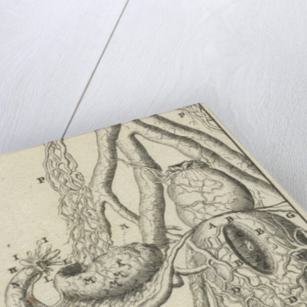 Anatomical image X by Jan Claesz ten Hoorn