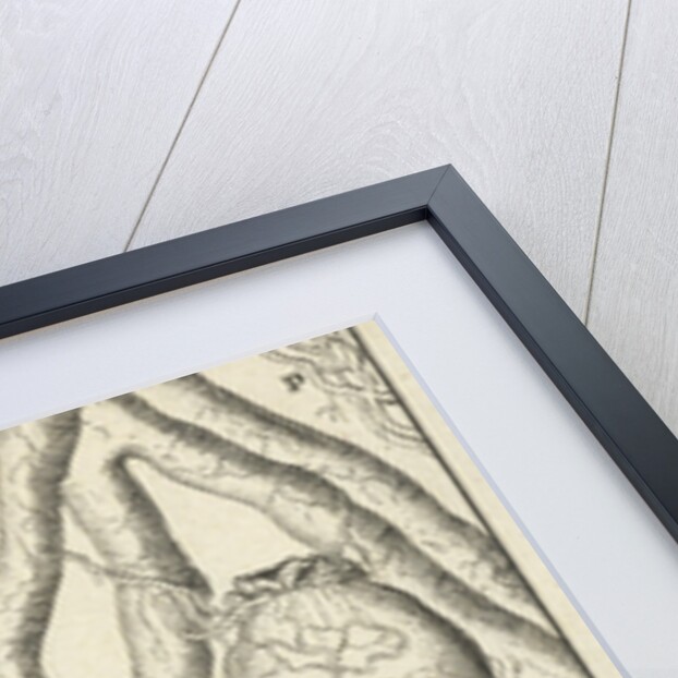 Anatomical image X by Jan Claesz ten Hoorn