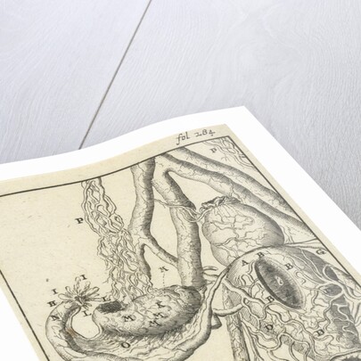 Anatomical image X by Jan Claesz ten Hoorn