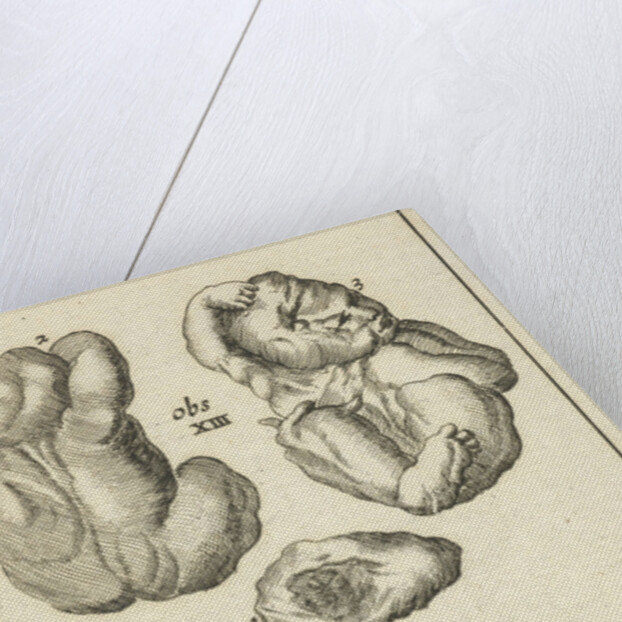 Anatomical Figure I by Jan Claesz ten Hoorn