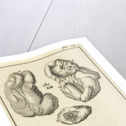 Anatomical Figure I by Jan Claesz ten Hoorn