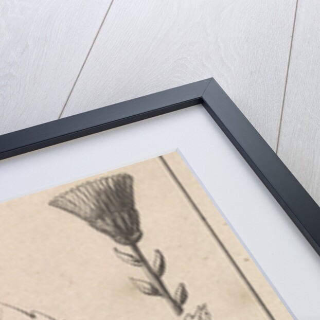 Coltsfoot by Jan Claesz ten Hoorn