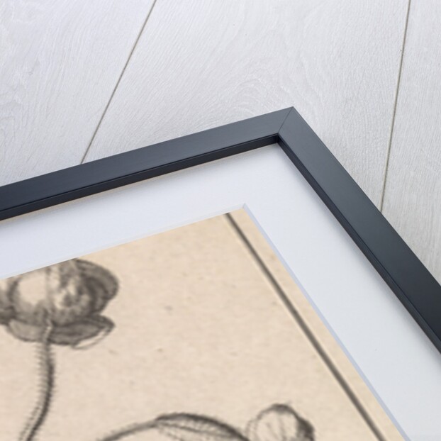 Poppy by Jan Claesz ten Hoorn