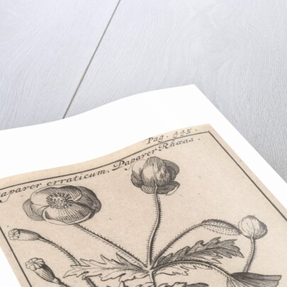 Poppy by Jan Claesz ten Hoorn
