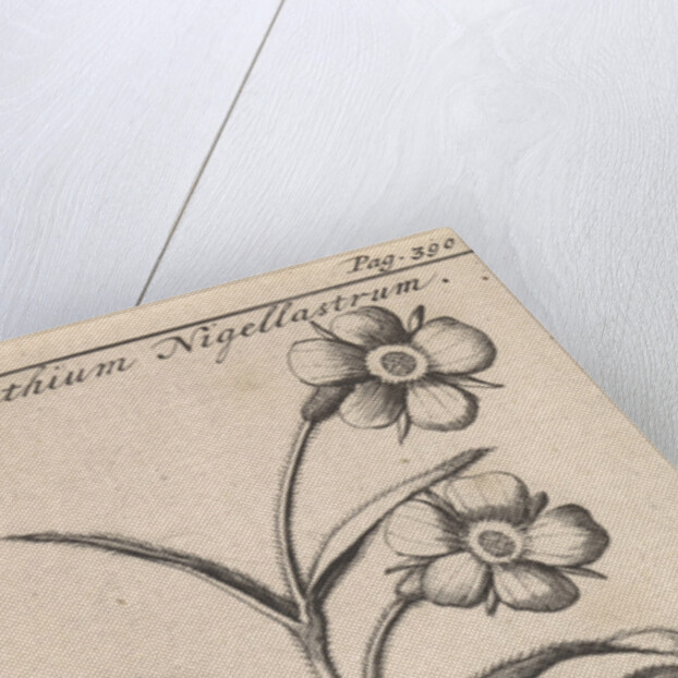 Flower by Jan Claesz ten Hoorn