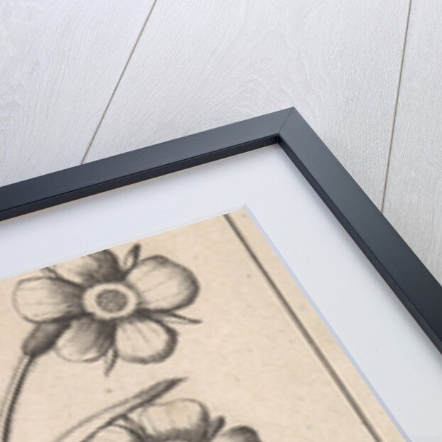 Flower by Jan Claesz ten Hoorn